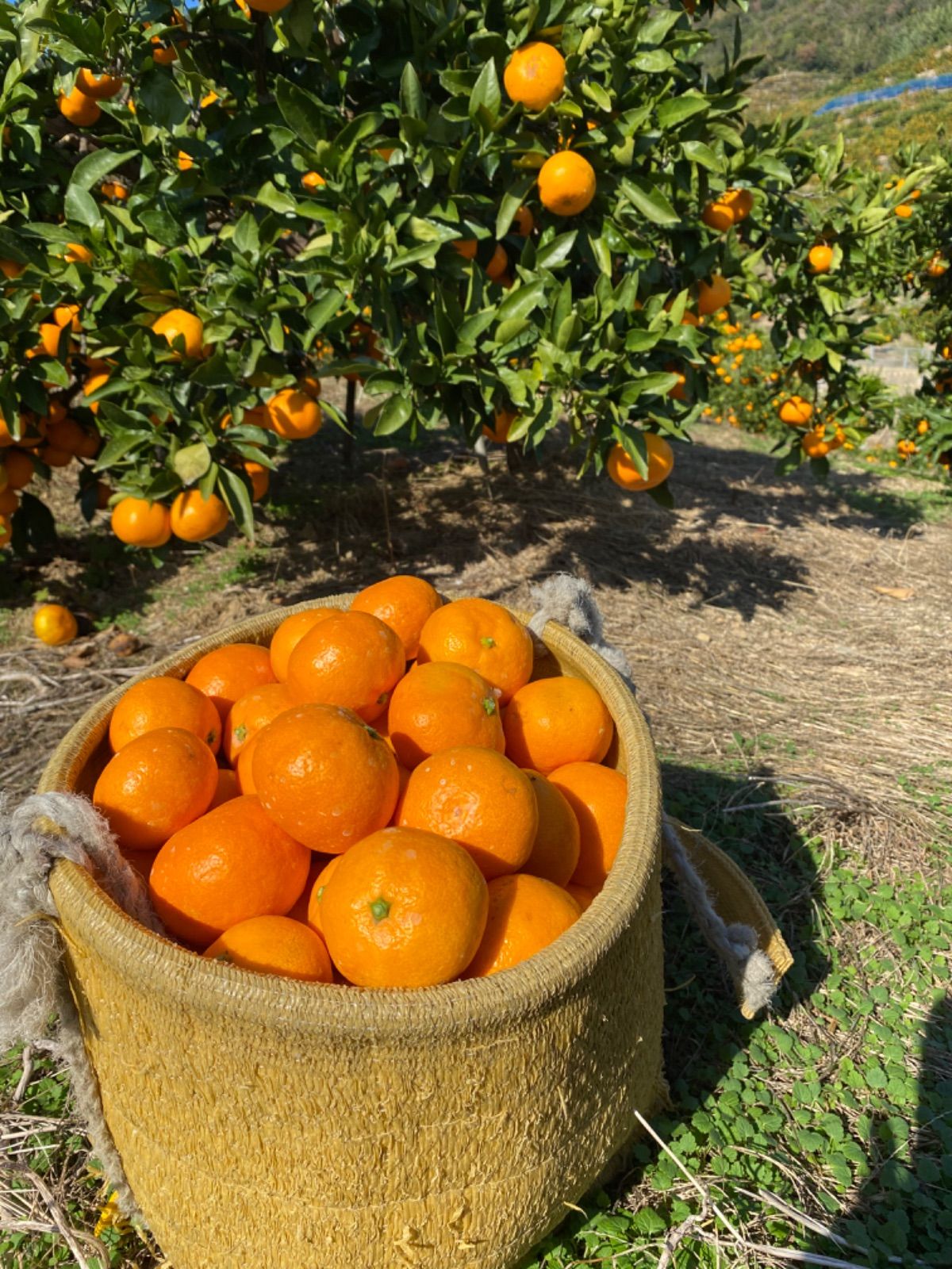 専用有田みかん農家直送味わい美人 有田みかん農家直送🍊ブランド味わい美人訳ありご家庭用サイズ