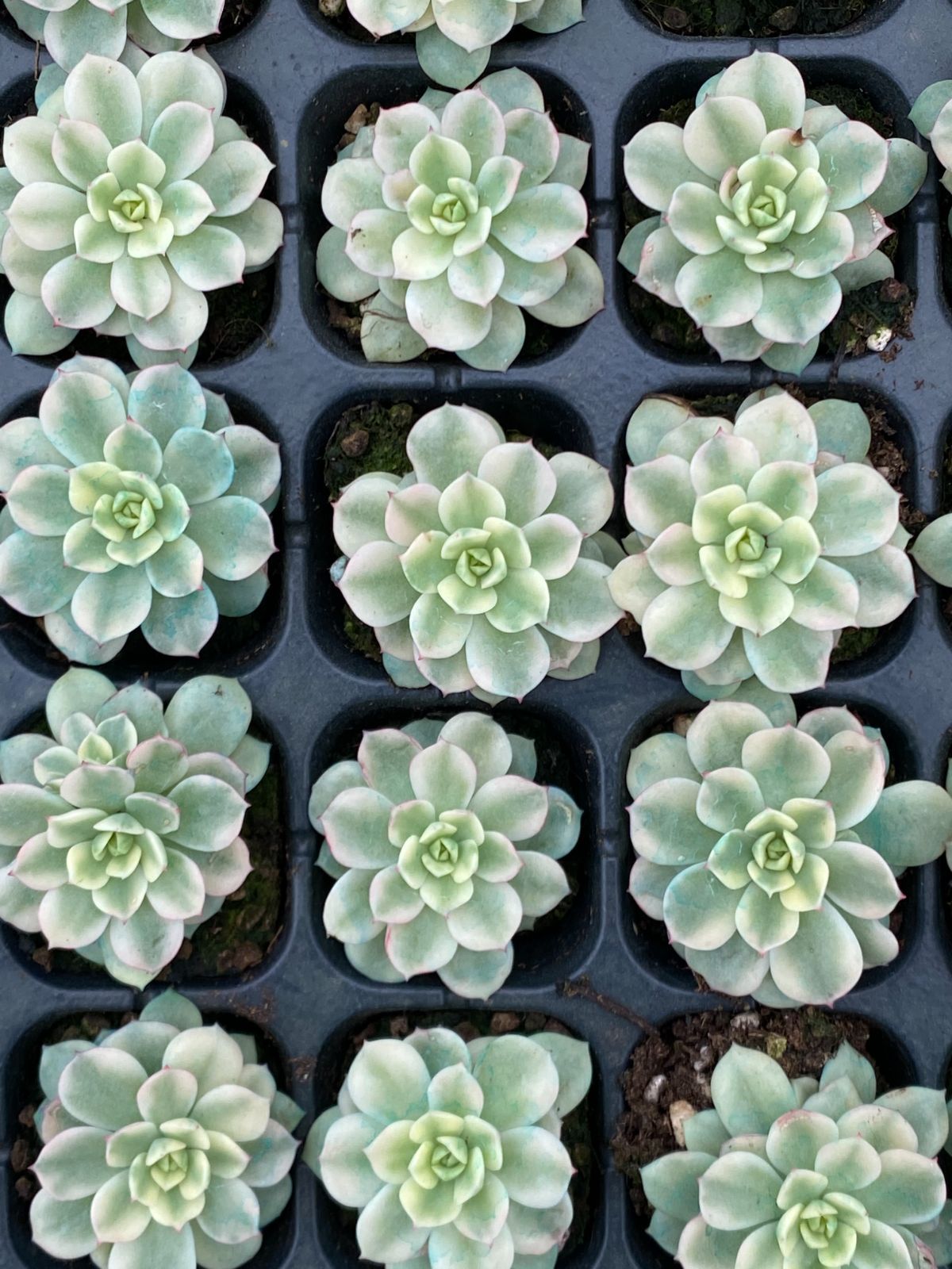 新入荷 ダレン錦 ZM368×72苗 土付き 多肉植物 詰め合わせ