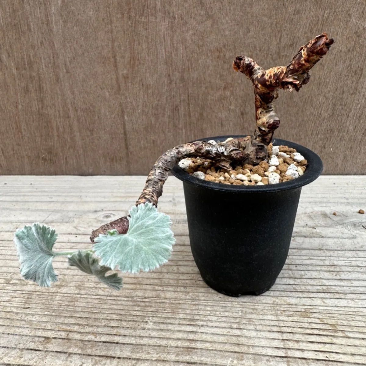 ペラルゴニウム ミラビレ② Pelargonium mirabile 現品 観葉植物 観葉