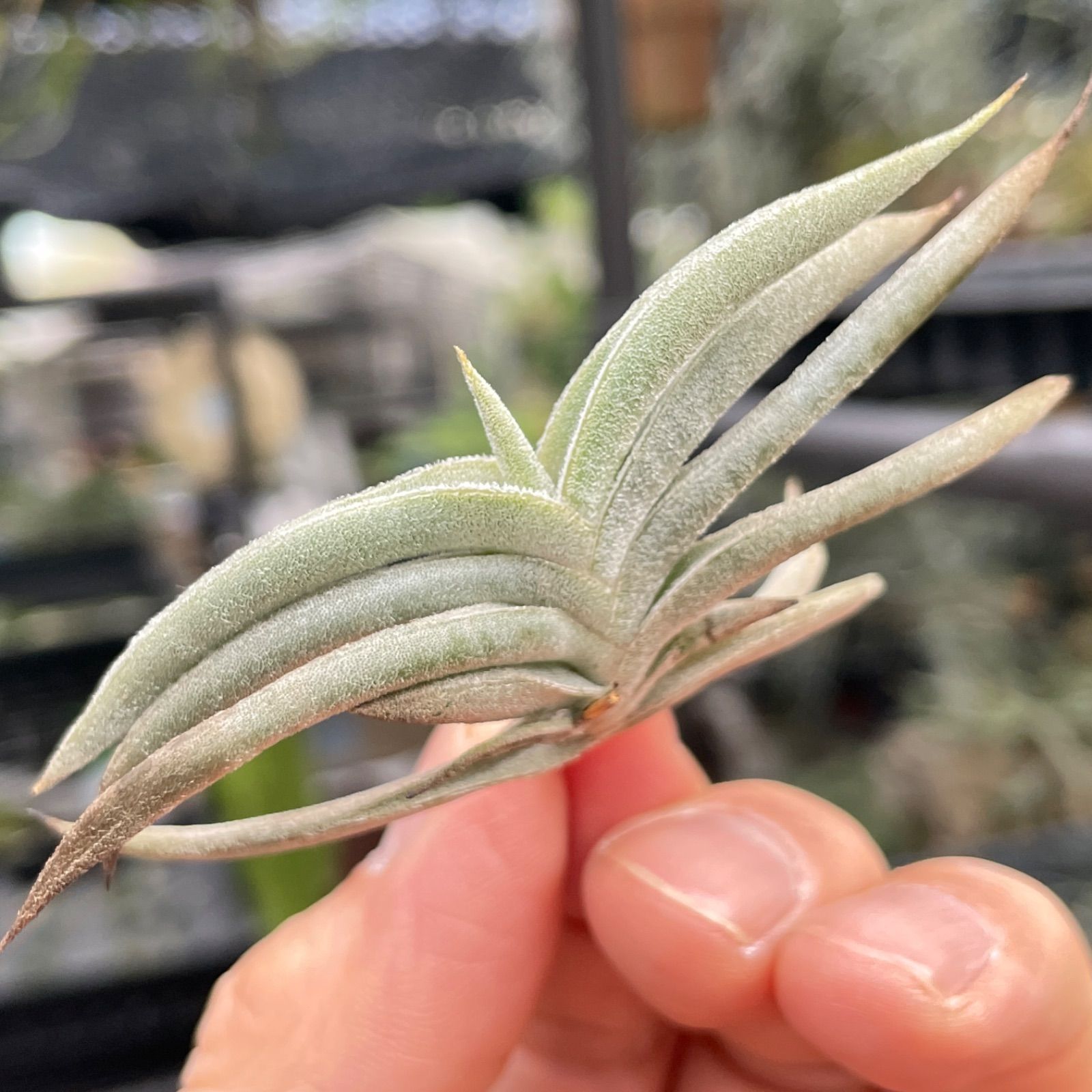 HR＊チランジア ギリエシー マイオール Tillandsia gilliesii fa. maior＊エアプランツ＠フラワーショップ江口 - メルカリ