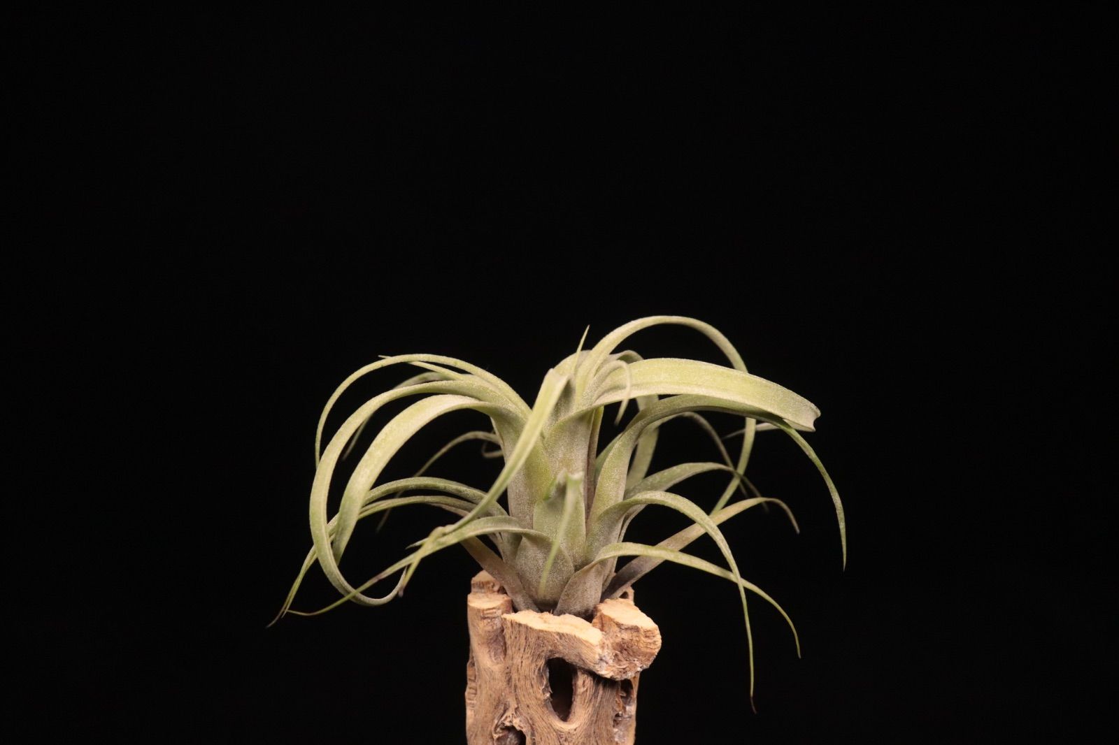 streptophylla