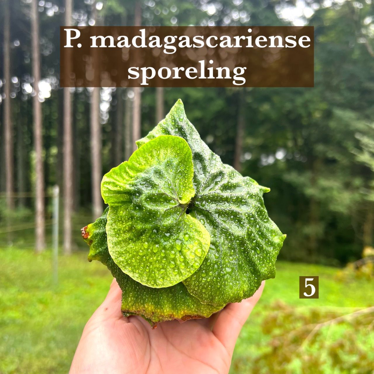 Madagascariense　胞子培養　2　ビカクシダ Platycerium madagascariense／プラティケリウム・マダガス