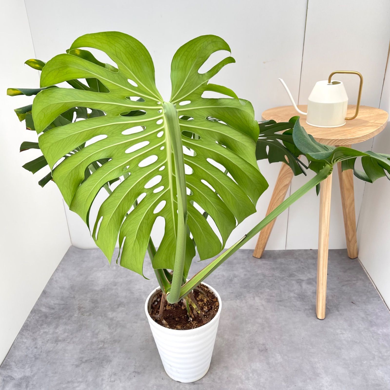 モンステラ 7【現品】観葉植物 幹上がり 室内 7号 - メルカリ