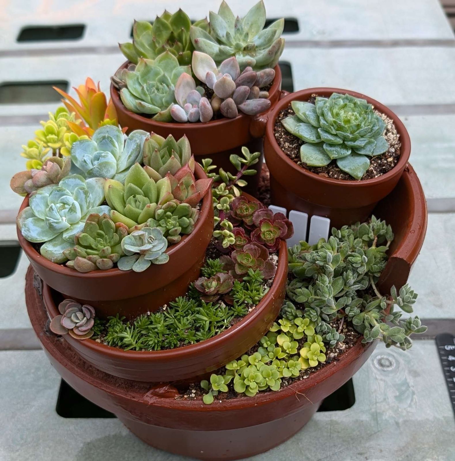 専用 そのまま飾れる多肉植物の寄せ植え*モルタル鉢の釣り猫 多肉が