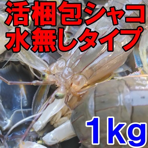 活梱包「水無 蝦蛄１ｋｇ」（20-32匹）シャコエビ シャコ しゃこえび　蝦蛄海老 シャコ刺身 蝦蛄刺身 刺し身 シャコの寿司に ボイルシャコに 漁師直送 活きて到着の可能性あり 活魚【80】