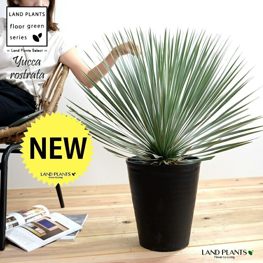 耐寒性アガベ吉祥天錦パリー斑入り◇南国ドライガーデン多肉サボテン　ユッカ　ヤシ 耐寒性アガベ吉祥天錦パリー斑入り◇南国ドライガーデン多肉