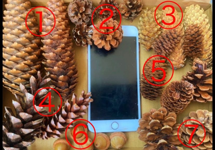 北海道の珍しい木の実・長い松ぼっくり 大量 クラフトにどうぞ - メルカリ