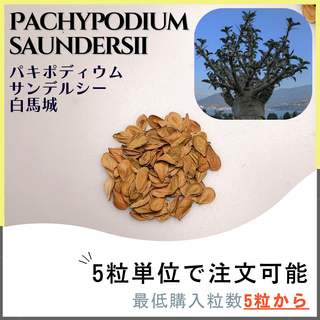 【種子】パキポディウム サンデルシー 白馬城/セット割あり 数量5粒から購入OK