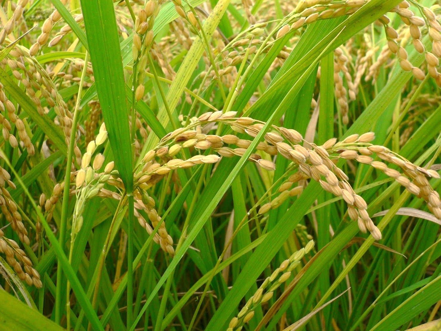 令和6年産 夢しずく