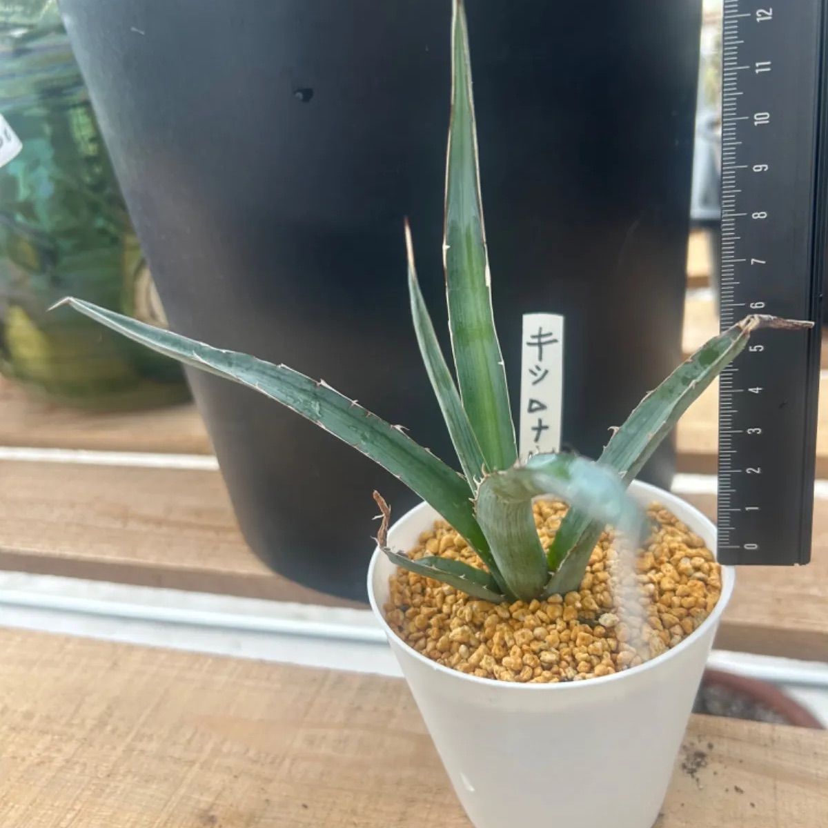 抜き苗】多肉植物 アガベ キシロナカンサ 強う