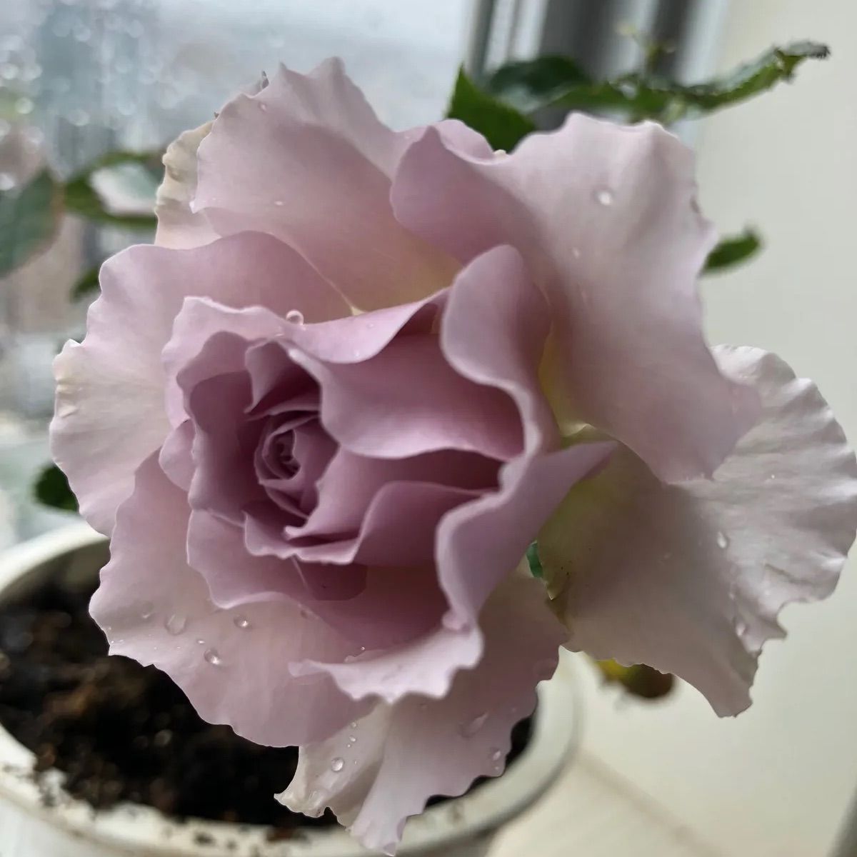 数量 超強香 超強健 大輪 国産バラ苗