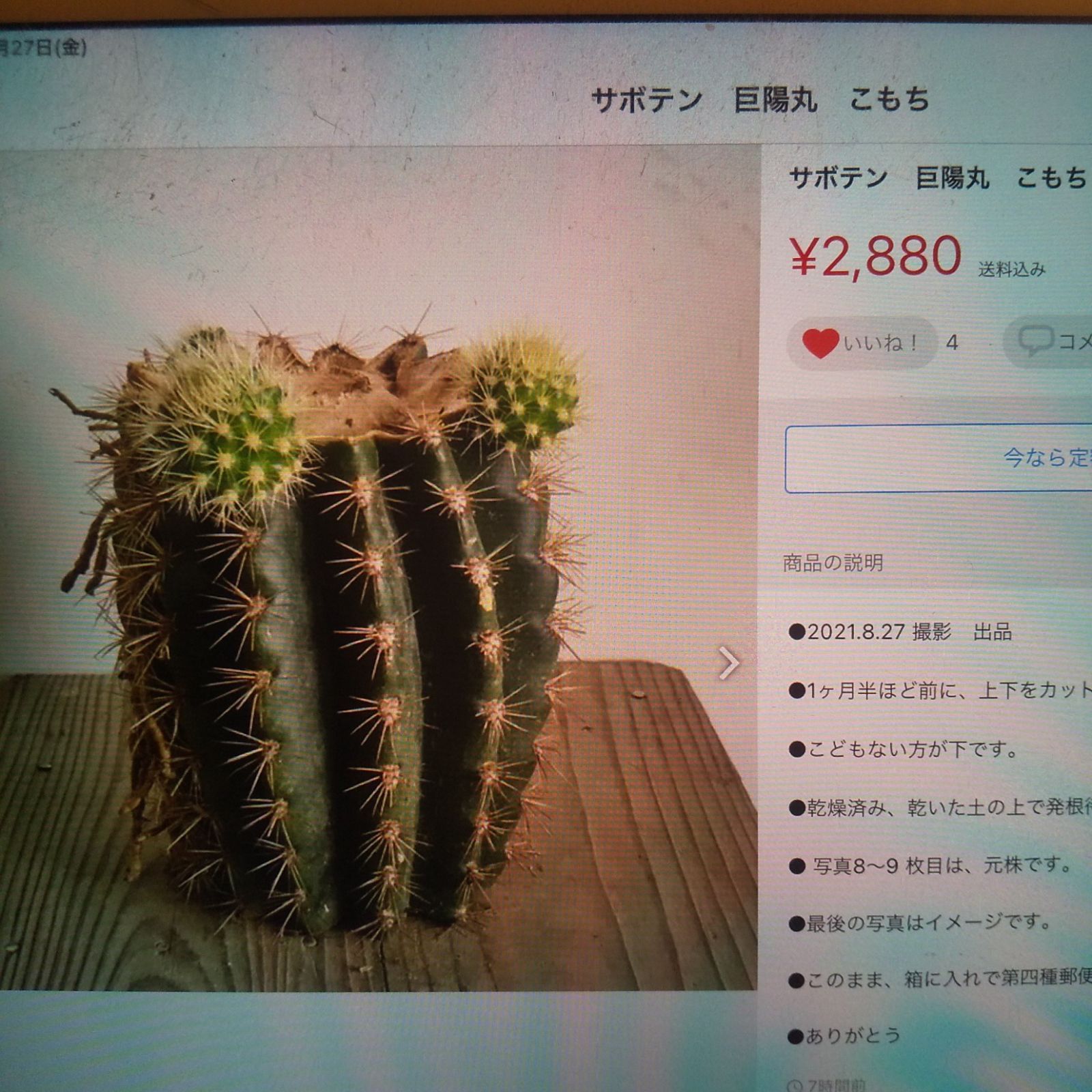 Bellさま 確認用 巨陽丸 ~28日 - メルカリ
