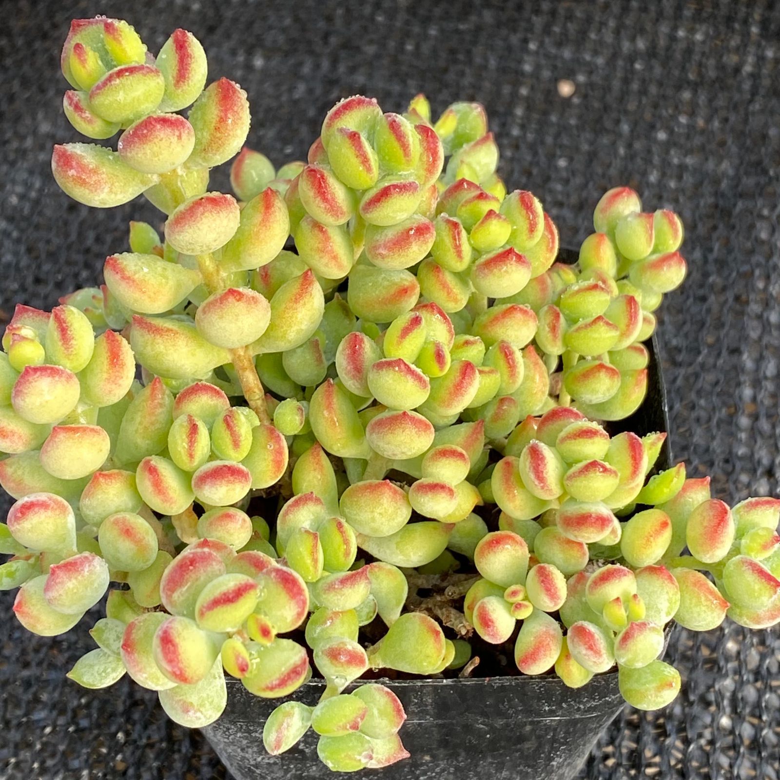 オテル ル コルビュジェ (Hotel Le Corbusier) -マルセイユ-【 2025年