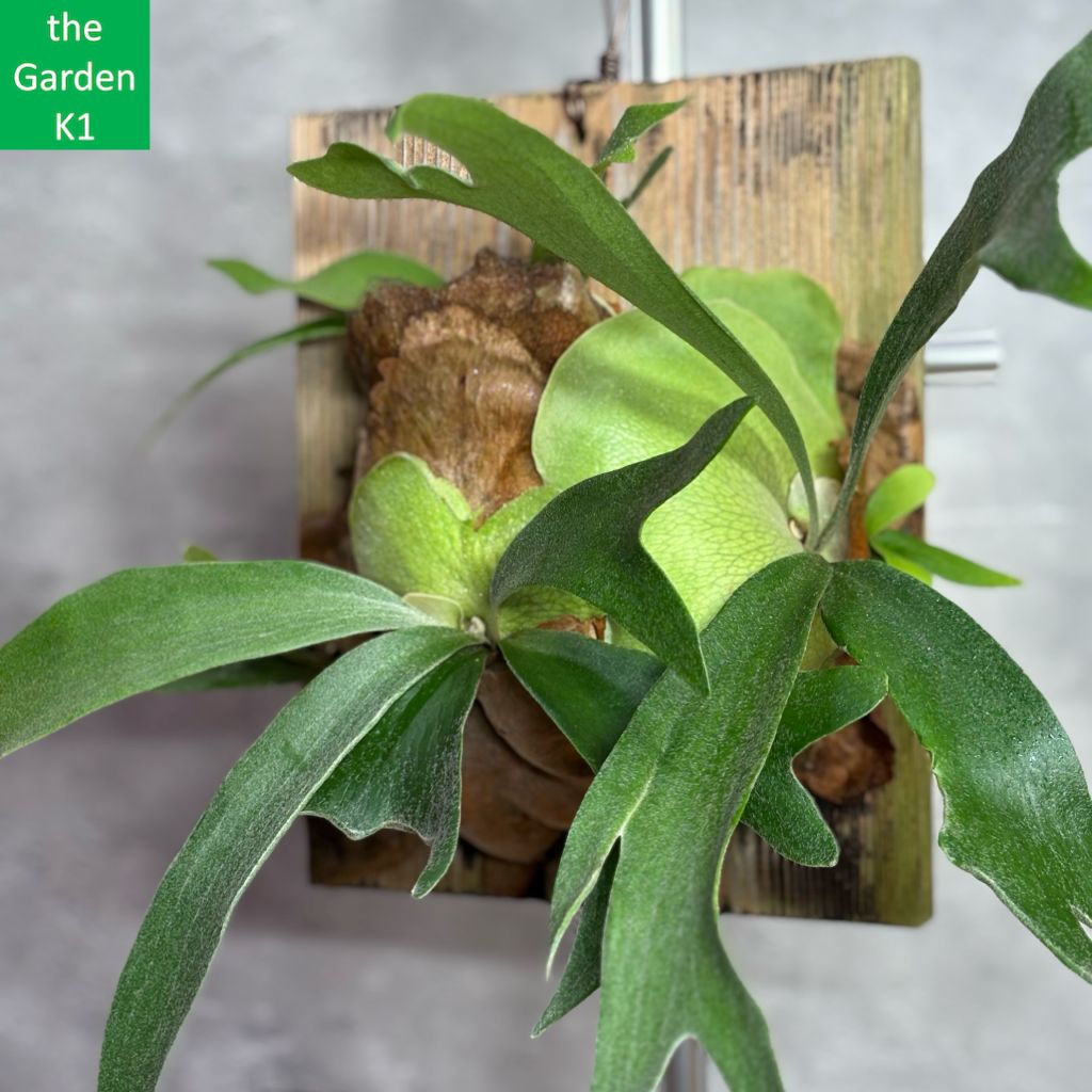 ビカクシダ アルシコルネ A019 群生株 コウモリラン