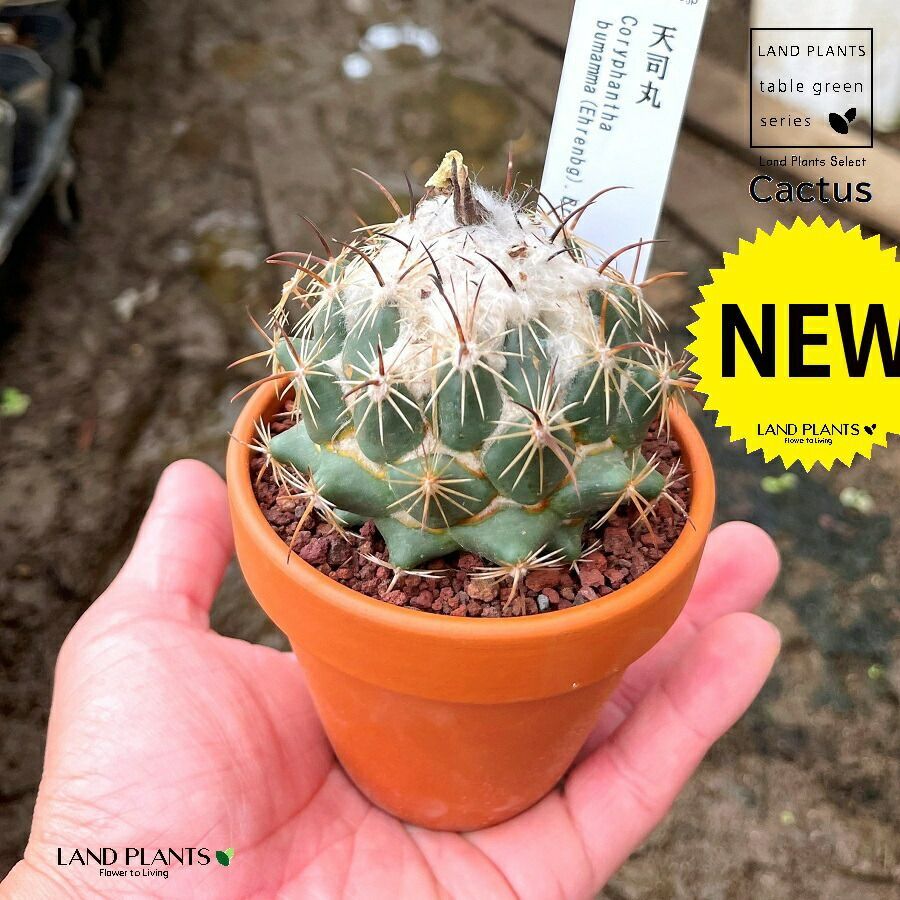 サボテン | ブログ | 兵庫県三宮の花屋ならフラワーショップ潤