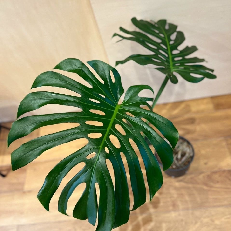 モンステラ　デリシオーサ　幹上がり モンステラ・デリシオーサ 幹上がり 8号鉢 観葉植物と植木鉢の