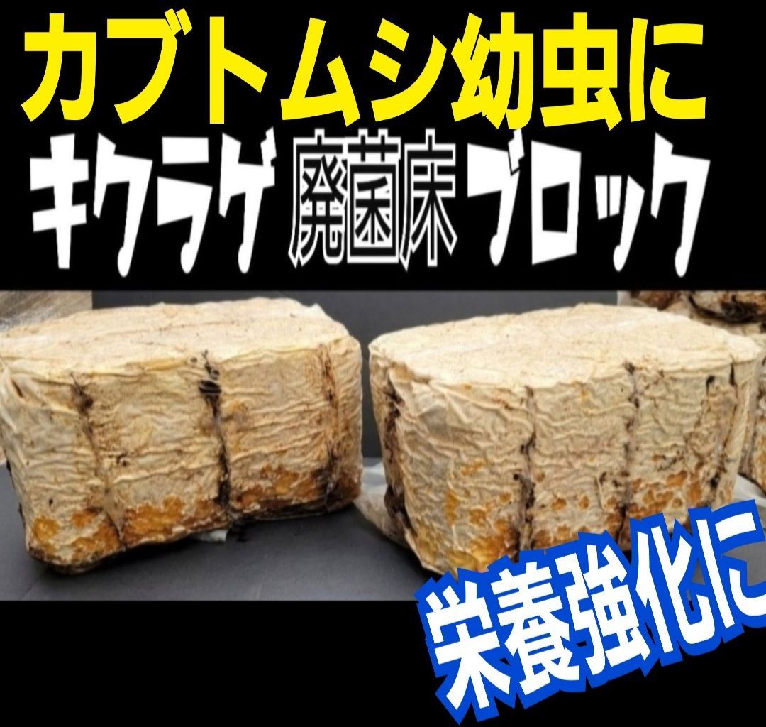 カブトムシ幼虫の栄養強化に抜群キクラゲ菌床ブロック【14個】マットに