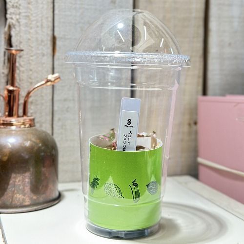 希少 ベゴニア ジュラウぼっち 2号 カップ付き(現品) インテリア