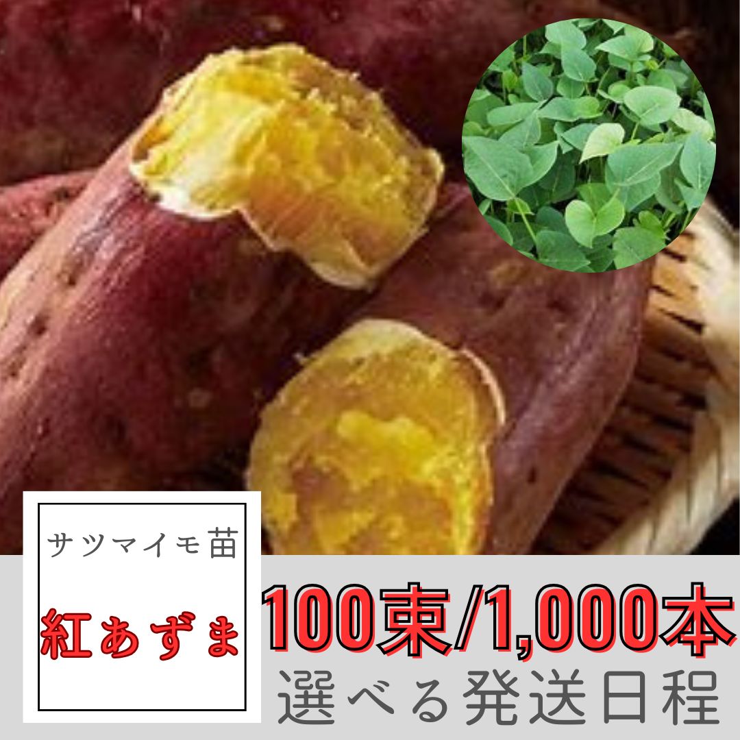 サツマイモ苗 紅あずま 100束|1000本