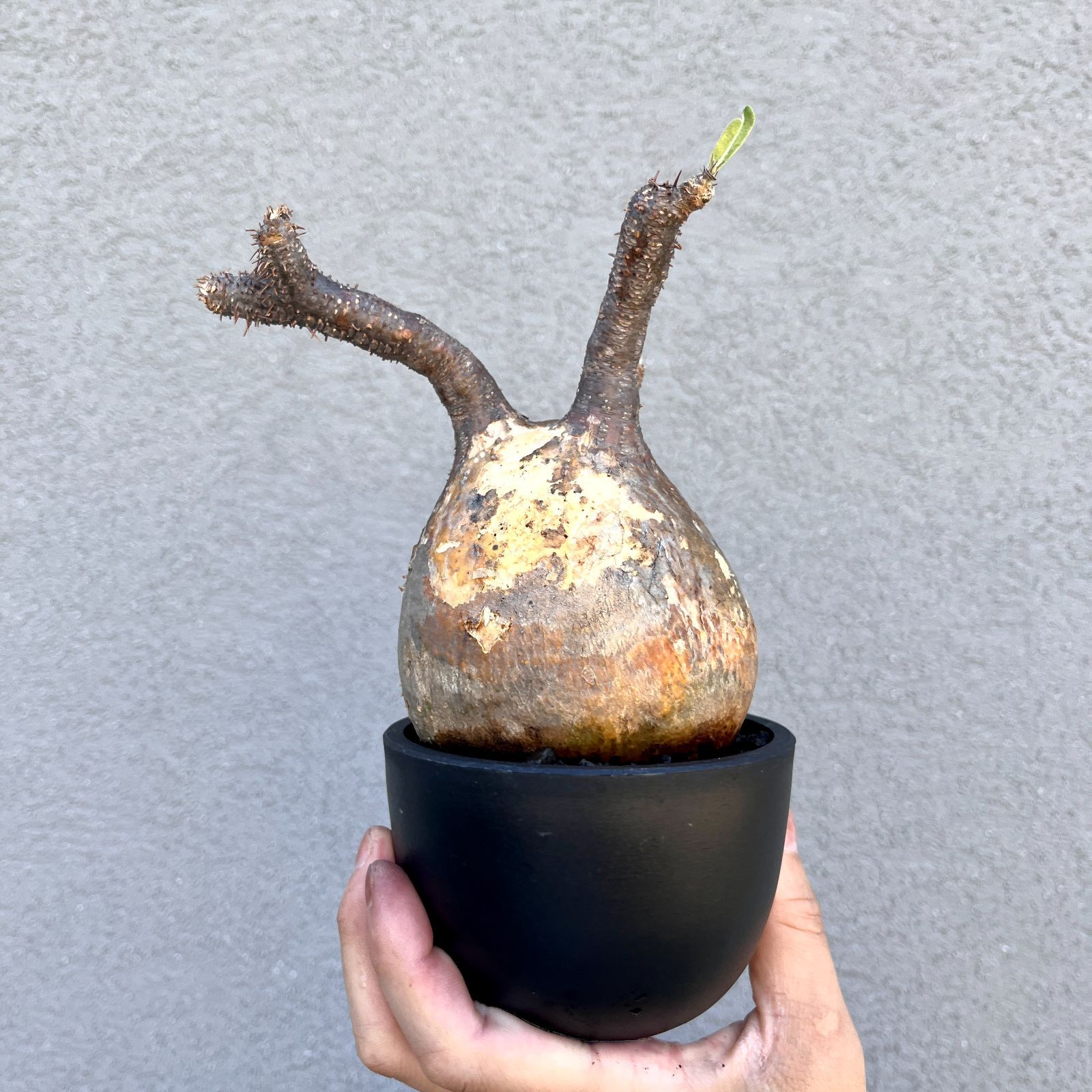 【美株・低重心】パキポディウム・グラキリス　現地球　発根済み ゑ】パキポディウム グラキリス 現地球 発根済 2 パキポディウム