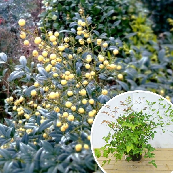 シロナンテン 樹高0.2m前後