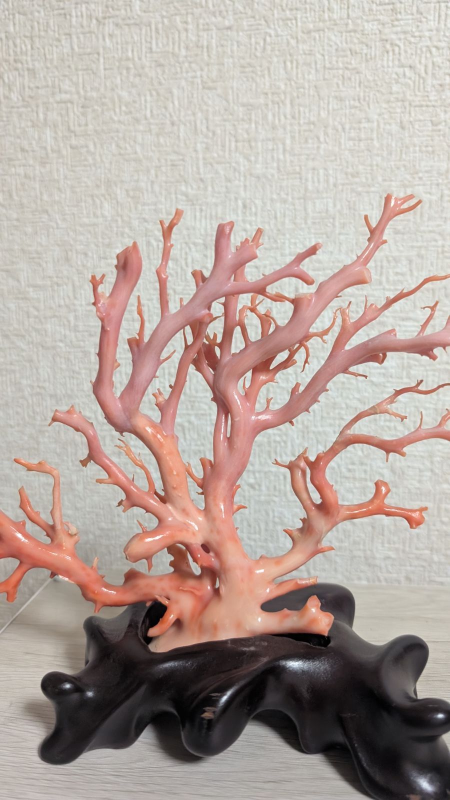 珊瑚