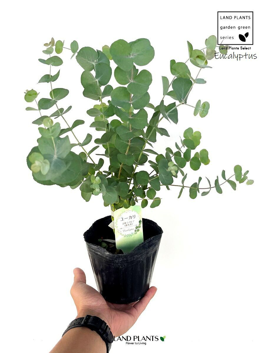 ユーカリ（銀丸葉：シネレア）1鉢 8号 白色 セラアート 鉢植え【ココ