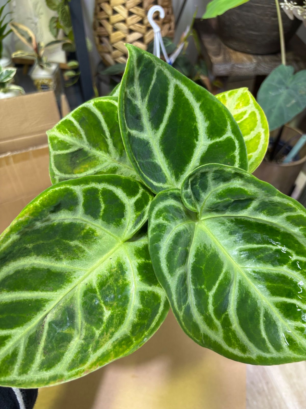 観葉植物
