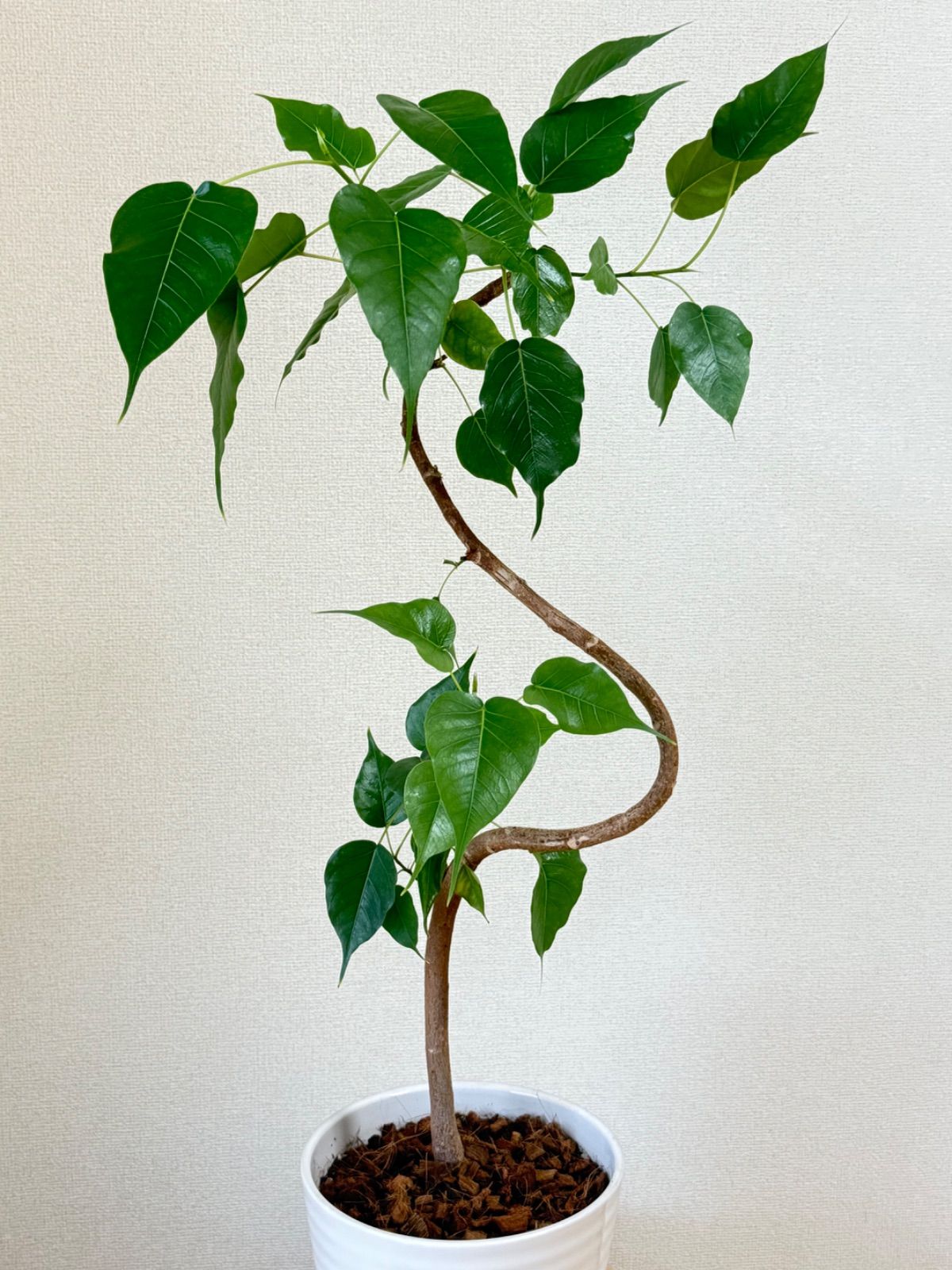 ★フィカス レリジオーサ♪ インドボダイジュ 曲がり 95cm♪ アウトレット 価格 通販フラワー・ガーデニング - フィカス