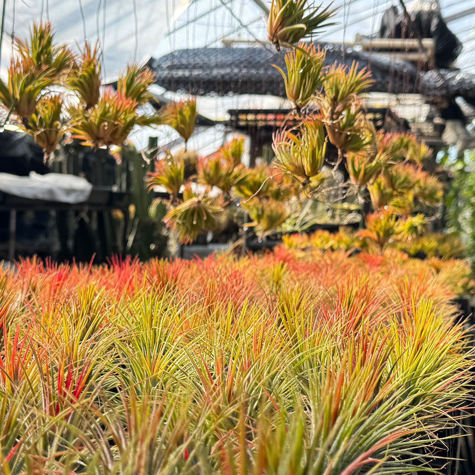 チランジア キセログラフィカ × ブラキカウロス ブラキカウロス × キセログラフィカ 14号 | air-plants TENGU-DO