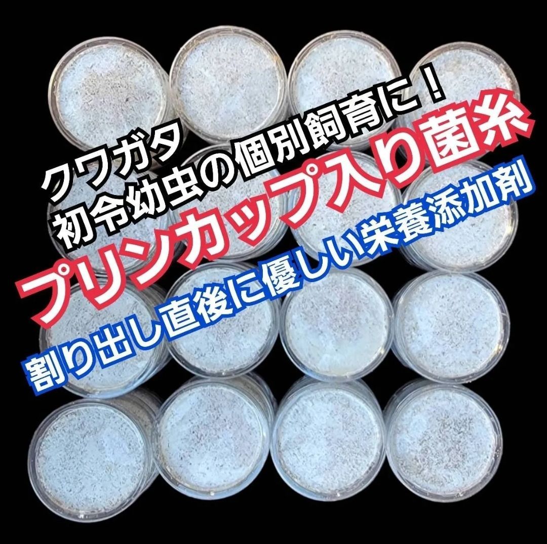 極上！ヒマラヤひらたけ菌糸瓶1500ml【7本】トレハロース