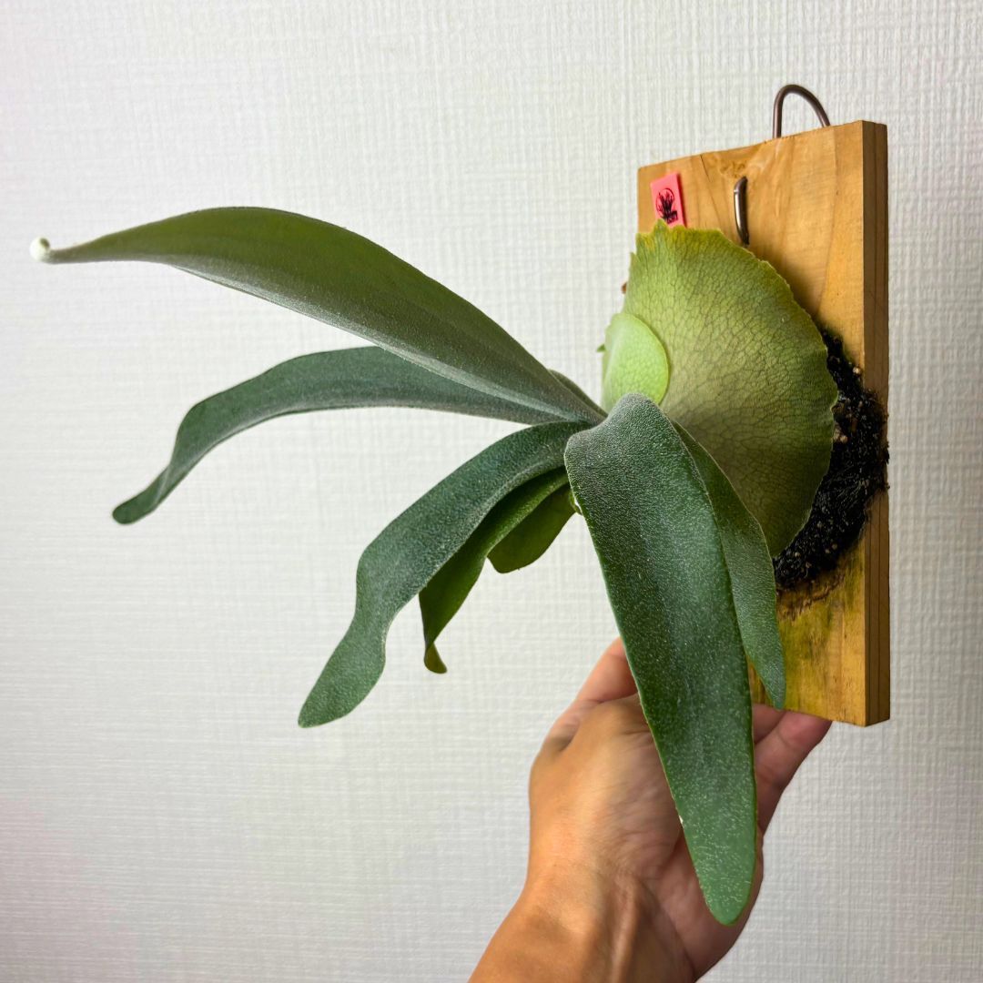 ビカクシダ P.Monkey north ビカクシダ P. Monkey North Dwarf? mutant