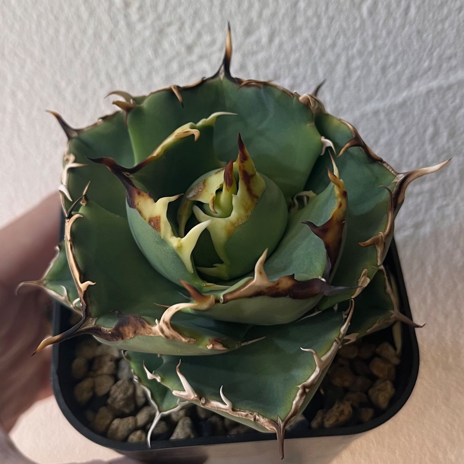 Agave titanota Mad ball アガベ　タグ付き Agave titanota Mad ball アガベ タグ付き