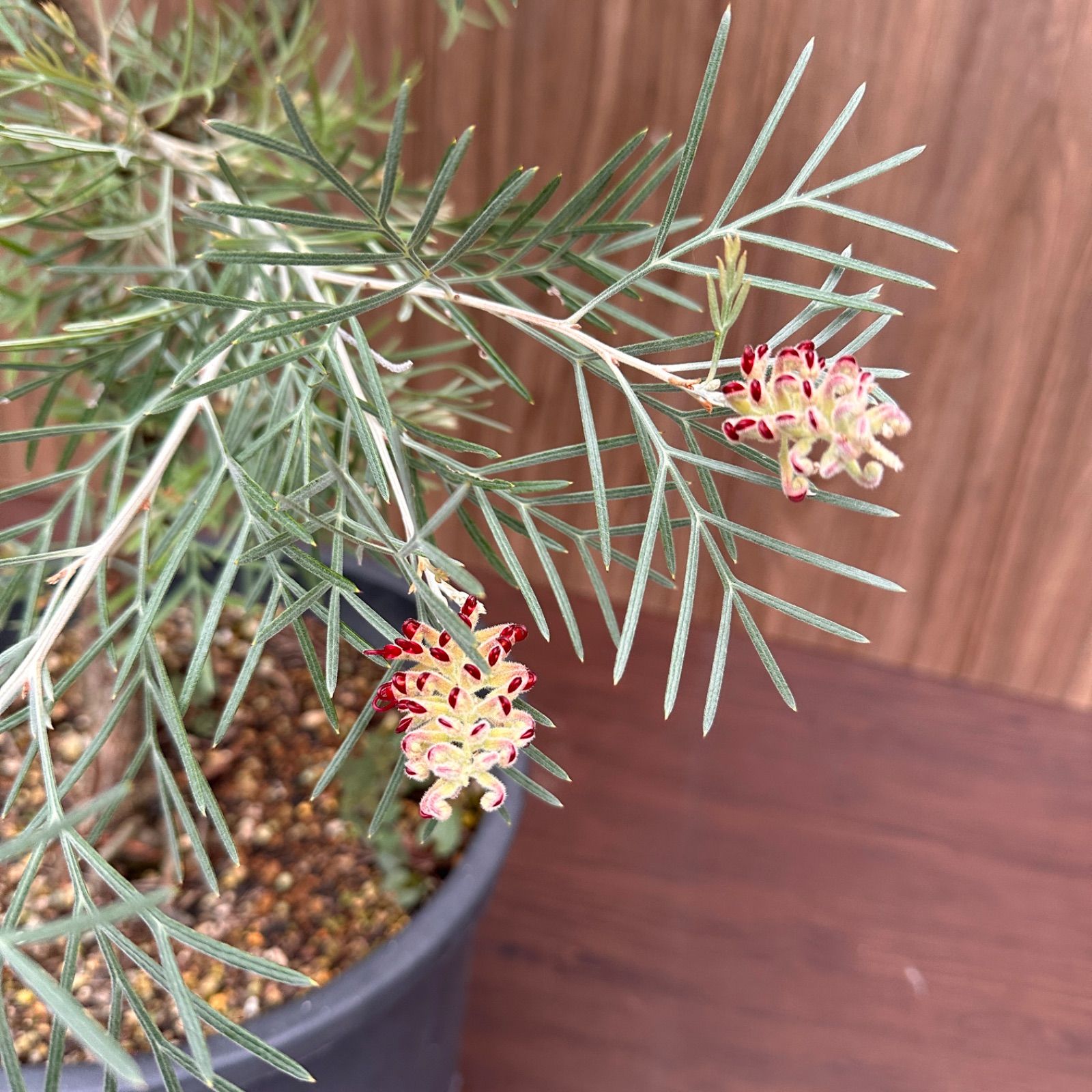 オージープランツ