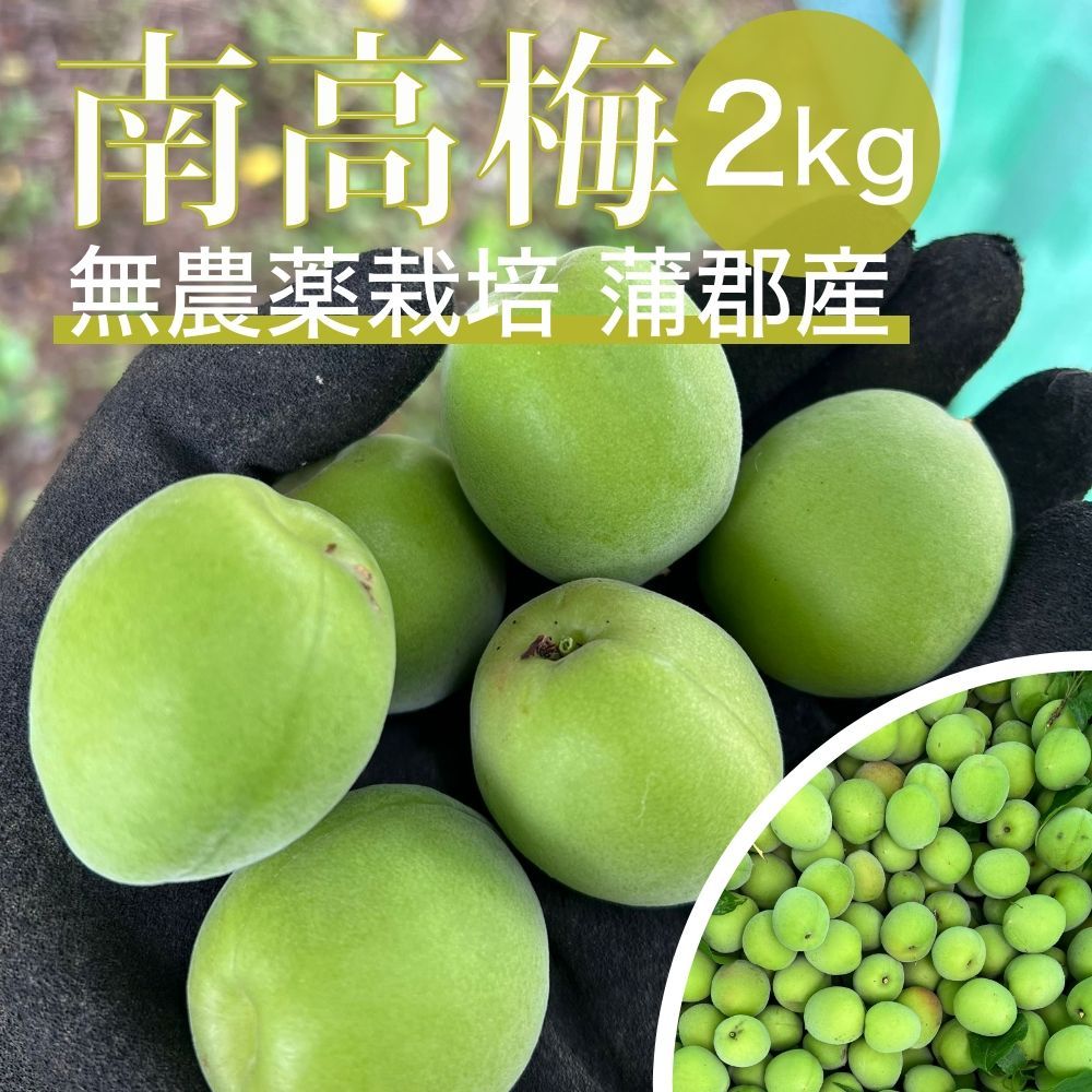 南高梅. 約2kg 栽培期間中は農薬は不使用！自然農法 青梅 60