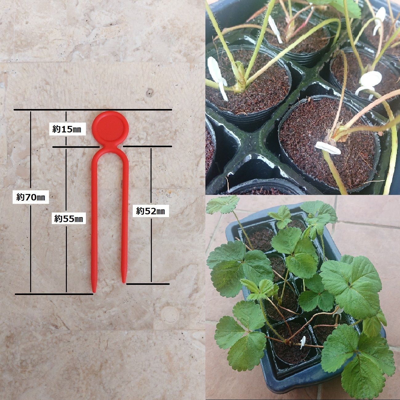 訳ありセール 格安 新品 未使用 新品 いちごランナーピン 2色 3色 0本セット 植物 観葉植物 Gangajal Org Gangajal Org 訳ありセール 格安 新品 未使用 新品 いちごランナーピン 2色 3色 0本セット 植物 観葉植物 Gangajal Org Gangajal Org