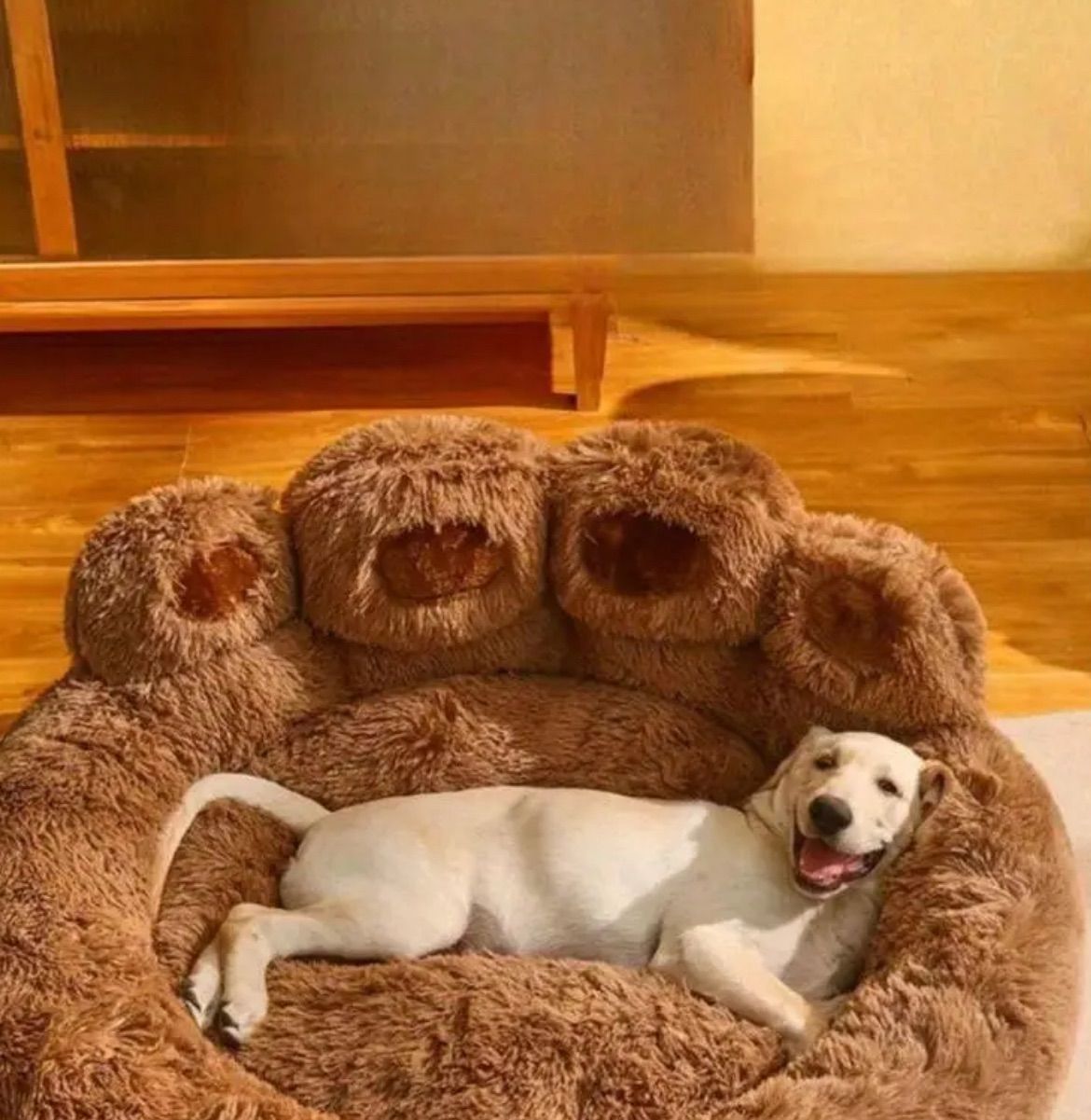犬 猫