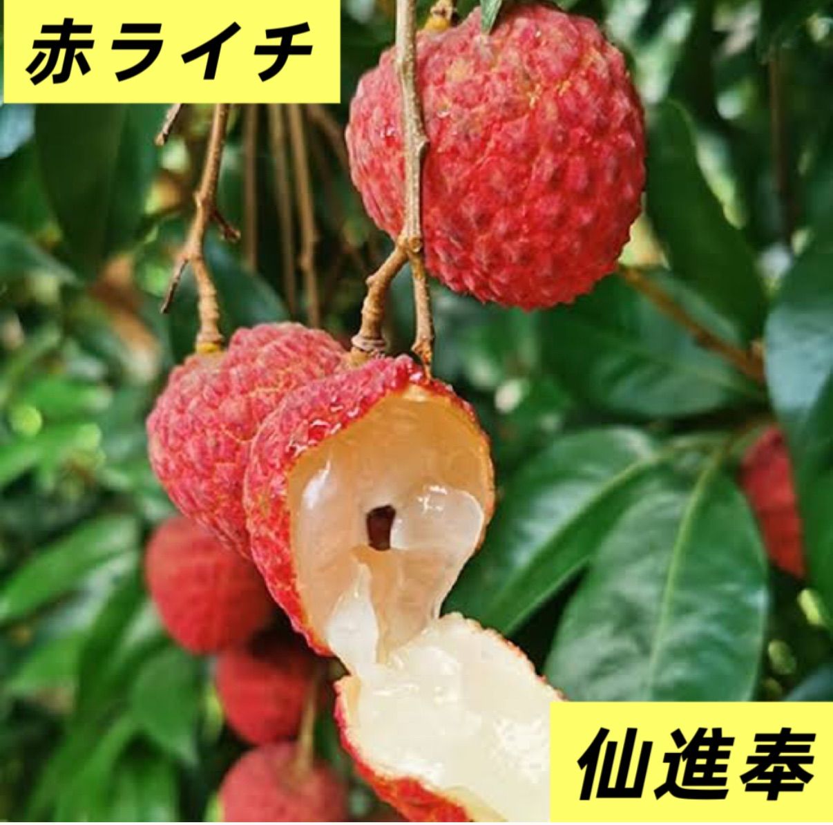 500g‼️15日前後の入荷予定‼️クール便‼️仙進奉ライチ‼️生