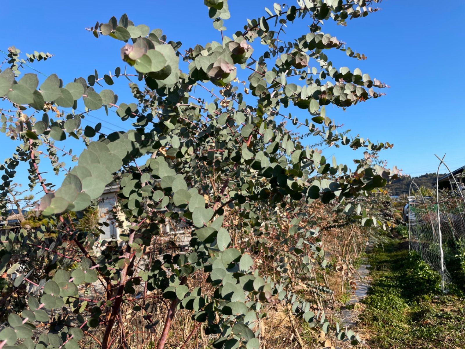 ユーカリ ブリジシアナ 宅急便コンパクト配送 フレッシュ - メルカリ