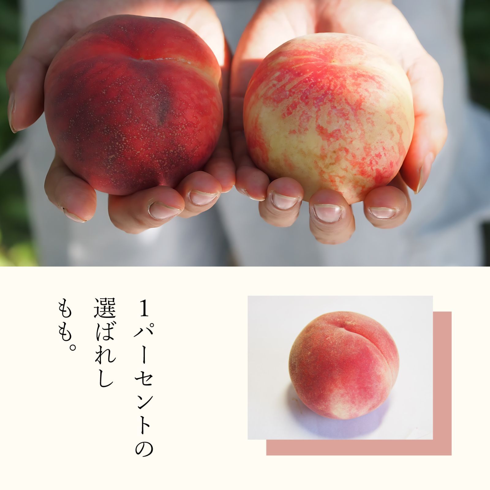 福島の桃　もものシーザードレッシング　３本セット　-桃×乳酸菌の力--2
