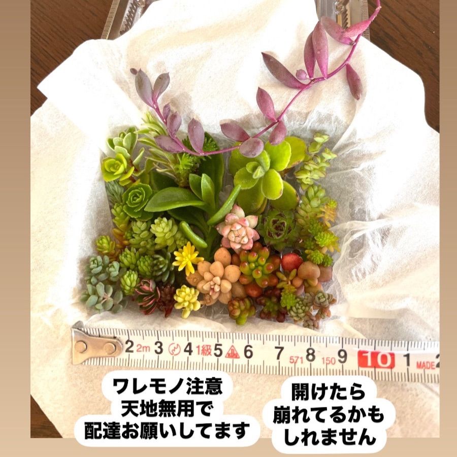 ☆ちま寄せ☆多肉植物寄せ植え☆セダムカット苗☆自分で寄せ植え