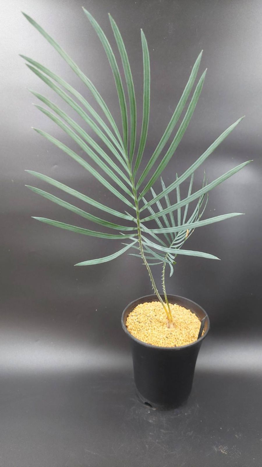 ◇サイカス カイルンシアナ 実生苗！！◇cycas cairnsiana ブルー