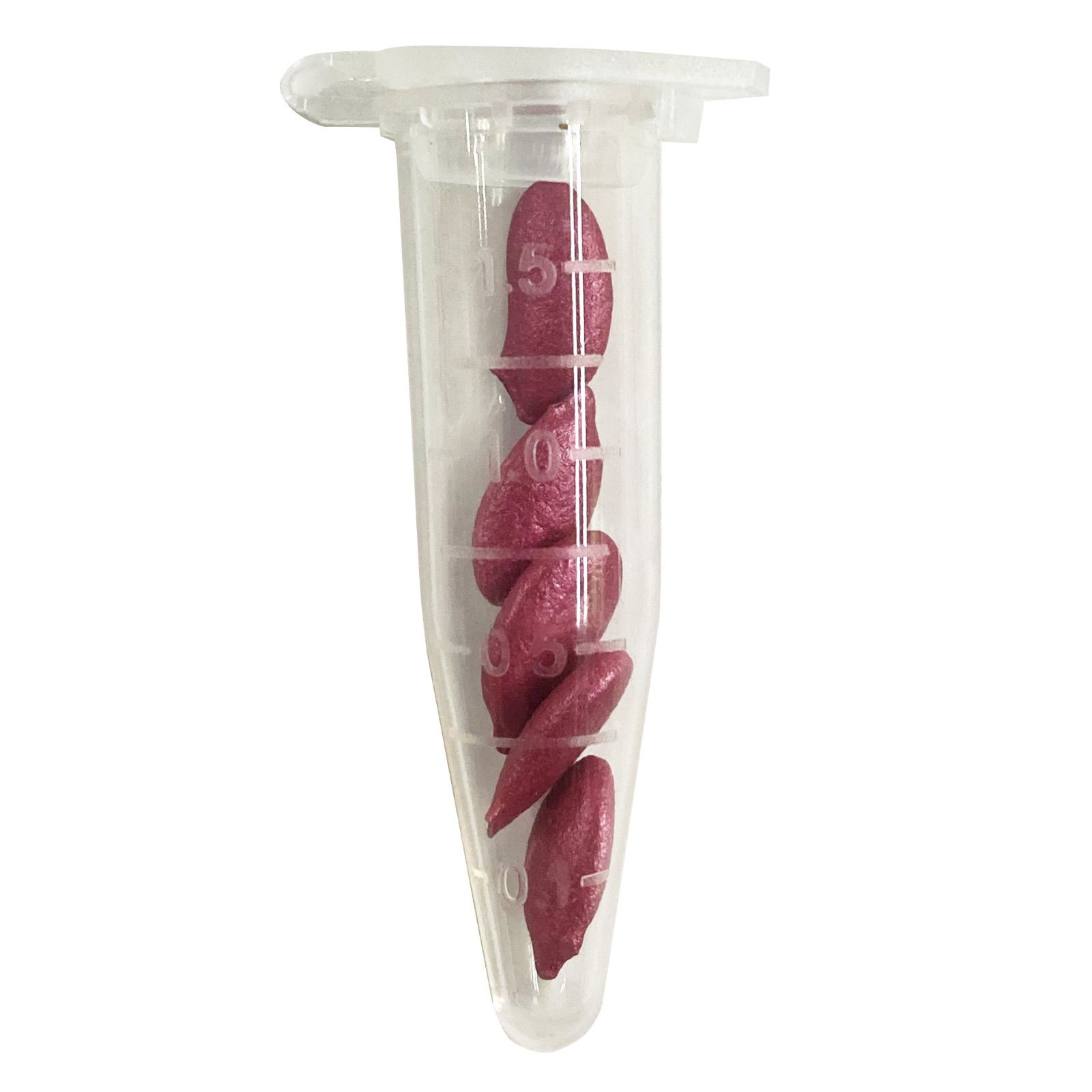 野菜種子 EAE 沖縄冬瓜 5粒 x 2個
