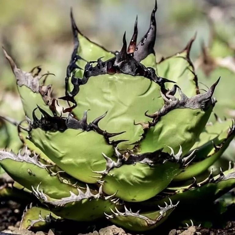 特選中株 アガベ チタノタ ブラックファイヤー 黒火焔 極上品 極上强裏