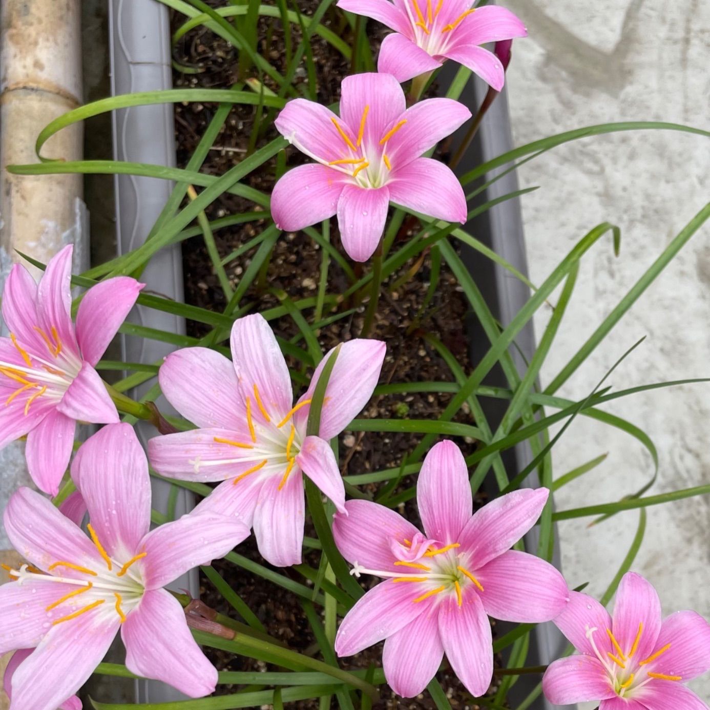 メルカリshops ゼフィランサス ピンク 球根 8球