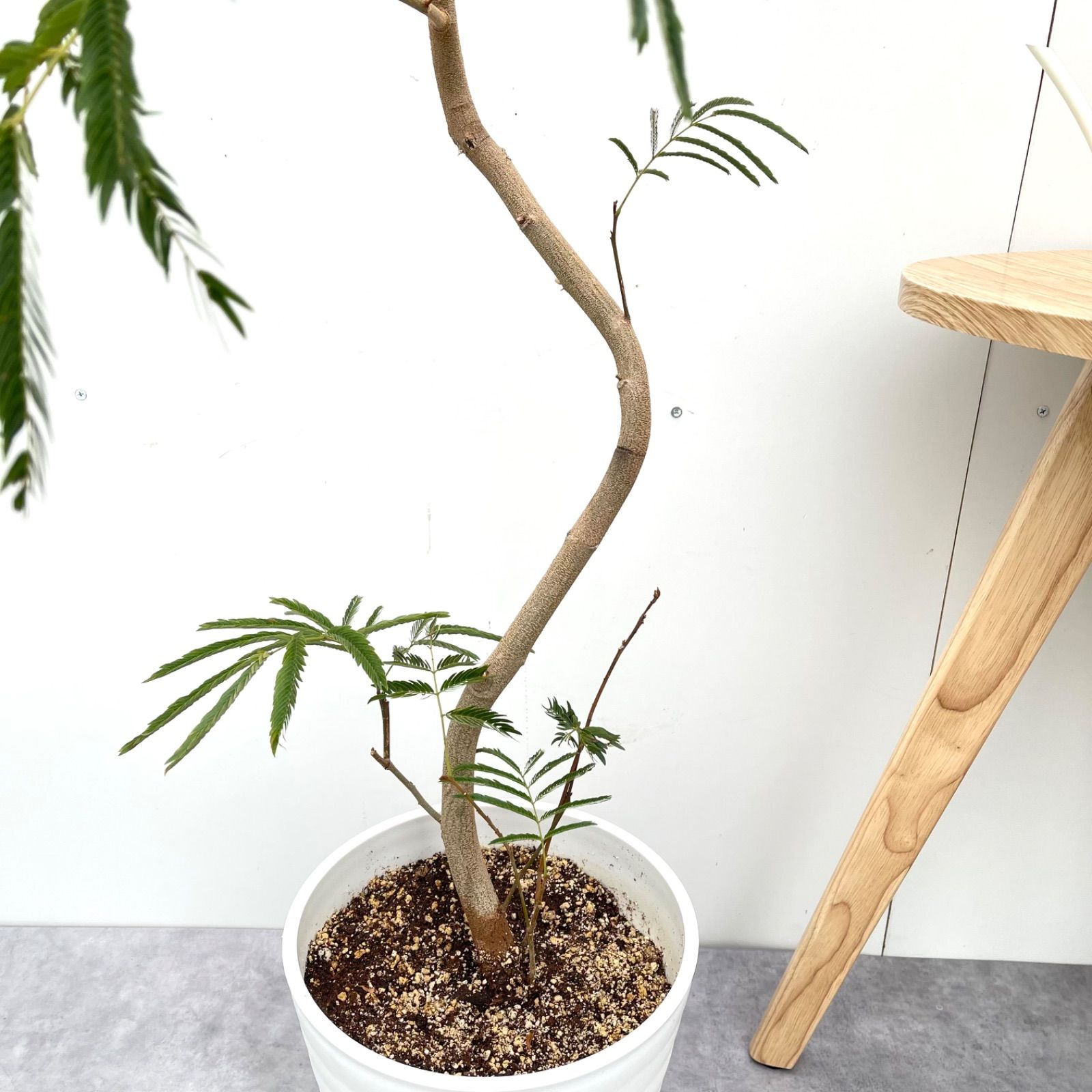 エバーフレッシュ⭐️曲がり⭐️大型約130cm 585 エバーフレッシュ