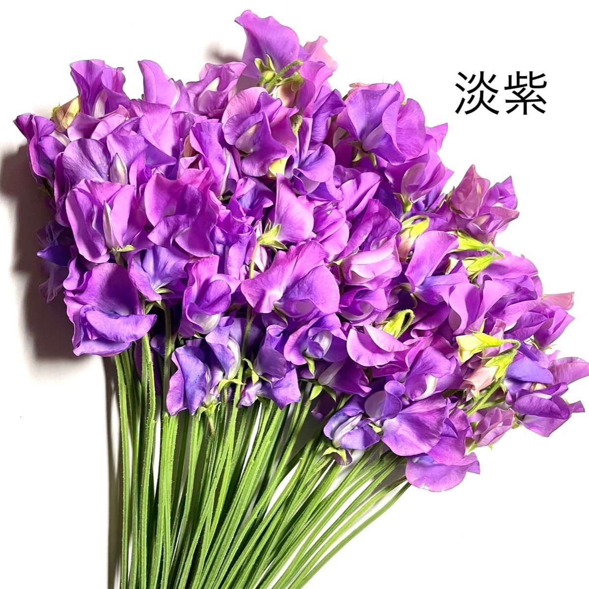 メルカリshops 花 生花 切り花 花束 産地直送 新鮮 スイートピー M規格 50本 保水有り メルカリshops 花 生花 切り花 花束 産地直送 新鮮 スイートピー M規格 50本 保水有り