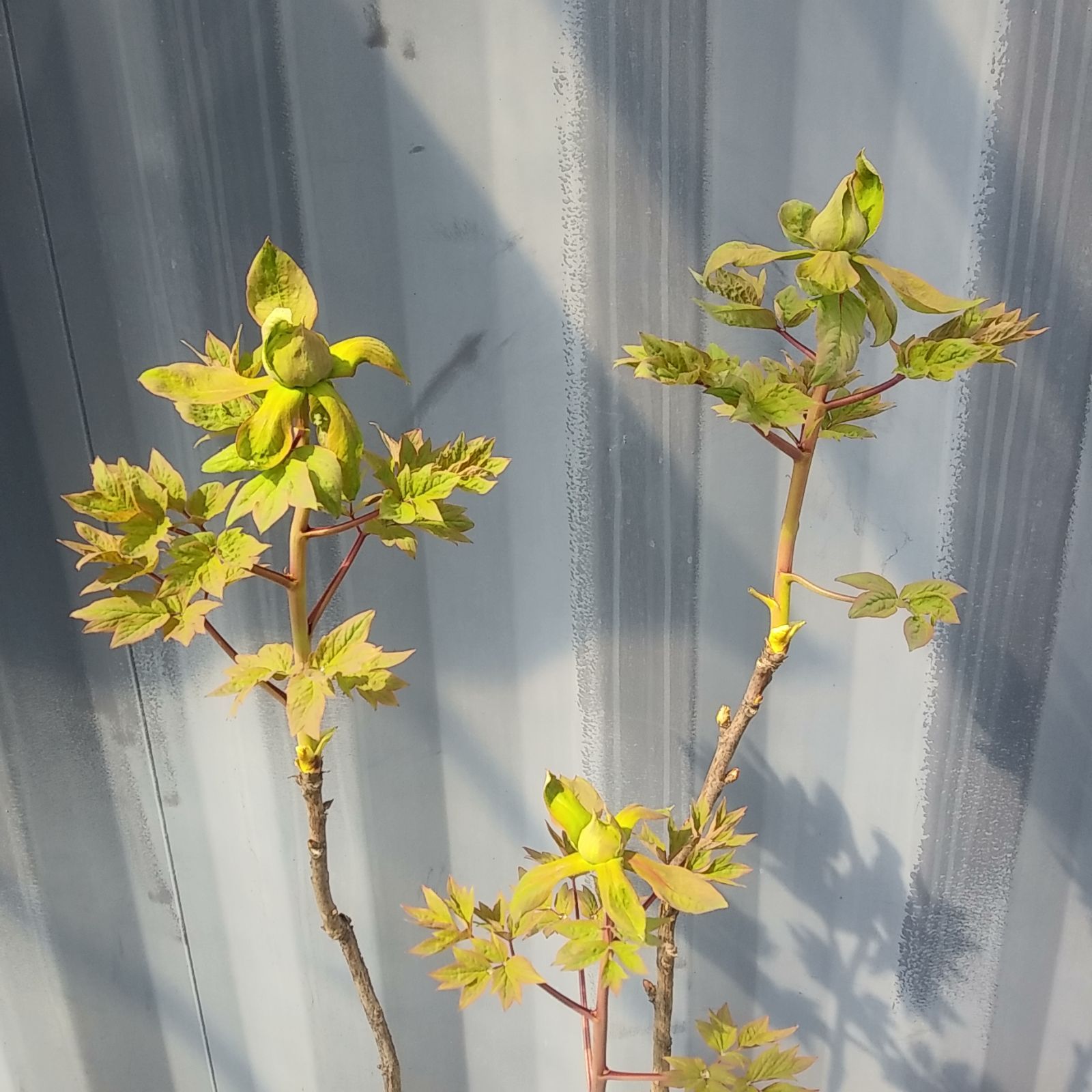 花芽付