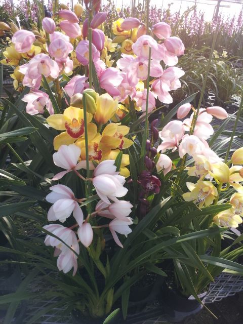 洋蘭 テーブルシンビいろいろ一気に揃う 自分で咲かせる楽しむミックス １本立ち 6品種セット １２ｃｍ鉢