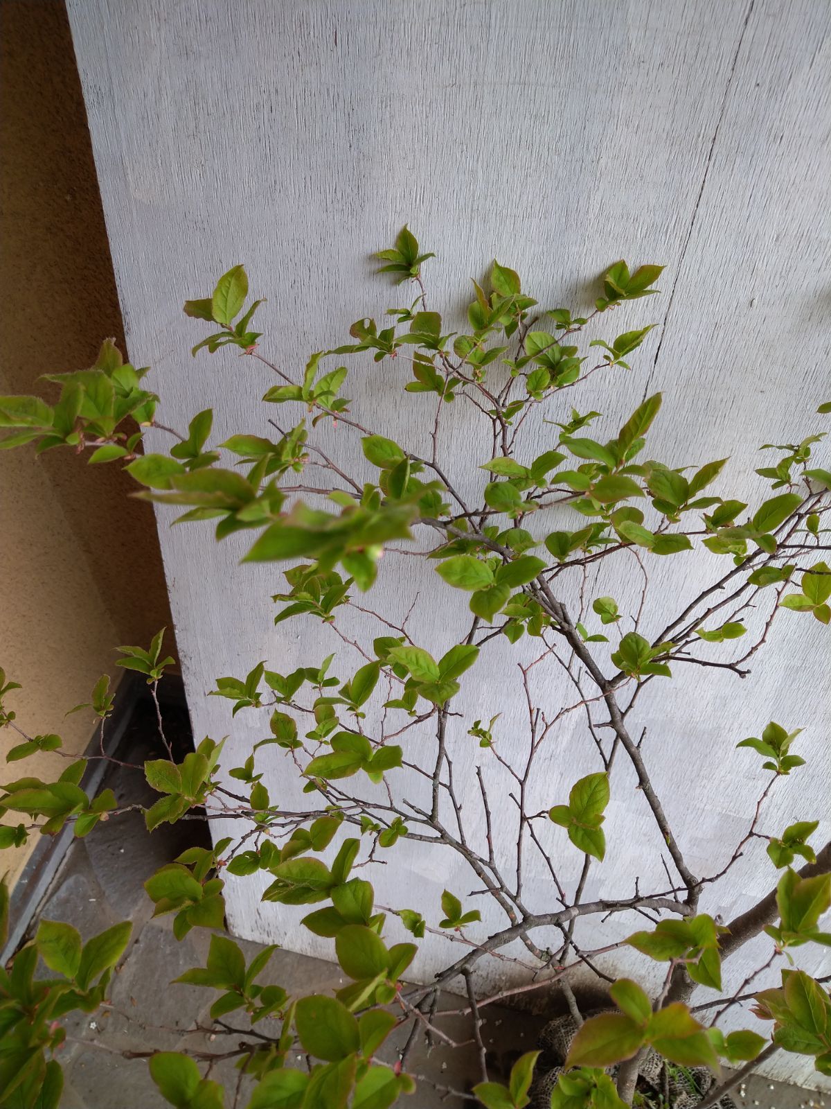 山採りナツハゼ株立ち